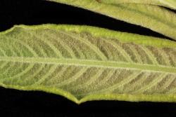 Salix myrsinifolia. Emerging leaf with dense tomentum.
 Image: D. Glenny © Landcare Research 2020 CC BY 4.0